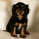 Cavalier king Charles Spaniel con Pedigree Enci - Foto n. 5