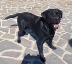 🐶 Labrador Maschio di 3 anni e 3 mesi in Adozione a Santa Margherita di Belice (ag) e in Tutta Italia da Privato