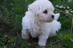 Disponibile 1 cucciolo di bichon frise