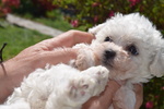 Disponibile 1 Cucciolo di Bichon Frise - Foto n. 2