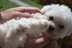 Disponibile 1 Cucciolo di Bichon Frise - Foto n. 3