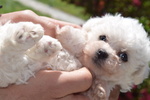 Disponibile 1 Cucciolo di Bichon Frise - Foto n. 4