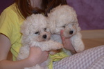 Disponibile 1 Cucciolo di Bichon Frise - Foto n. 5