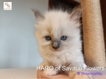 Splendidi Cuccioli Ragdoll - alta Genealogia vari Colori - Foto n. 3