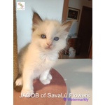 Splendidi Cuccioli Ragdoll - alta Genealogia vari Colori - Foto n. 5