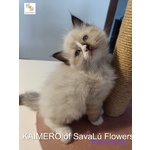 Splendidi Cuccioli Ragdoll - alta Genealogia vari Colori - Foto n. 6