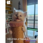 Splendidi Cuccioli Ragdoll - alta Genealogia vari Colori - Foto n. 9