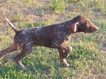 Bracco Tedesco Cucciolo Kurzhaar Cuccioli