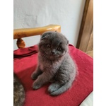 Scottish fold e Straight - Foto n. 3