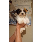 Cuccioli di Yorkshire Biewer Toy - Foto n. 7