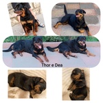 🐶 Rottweiler di 10 mesi in vendita a Carloforte (CI) e in tutta Italia da privato