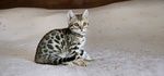 Cuccioli Bengal - Foto n. 1