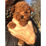 🐶 Barboncino di 6 settimane (cucciolo) in vendita a Varese (VA) e in tutta Italia da privato