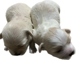 🐶 Maltese femmina di 3 settimane (cucciolo) in vendita a Viagrande (CT) e in tutta Italia da privato