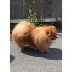 🐶 Volpino Pomerania maschio di 1 anno e 11 mesi in accoppiamento a Empoli (FI) da privato