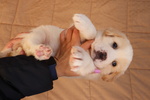 Ciao sono alfa Cucciola di 3 mesi Circa - Foto n. 1