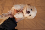 Ciao sono alfa Cucciola di 3 mesi Circa - Foto n. 3
