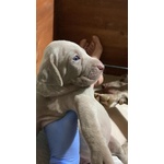 SPLENDIDI CUCCIOLI DI WEIMARANER