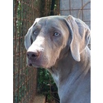 Splendidi Cuccioli di Weimaraner - Foto n. 2