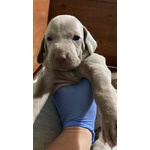 Splendidi Cuccioli di Weimaraner - Foto n. 3