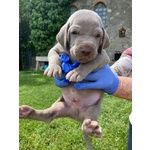 Splendidi Cuccioli di Weimaraner - Foto n. 4