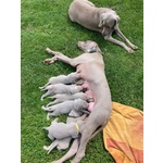 Splendidi Cuccioli di Weimaraner - Foto n. 5