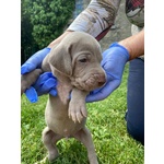 Splendidi Cuccioli di Weimaraner - Foto n. 6