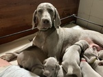 Splendidi Cuccioli di Weimaraner - Foto n. 7