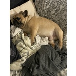 Maschio Bouledogue Francese - Foto n. 2