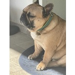 Maschio Bouledogue Francese