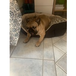 Maschio Bouledogue Francese - Foto n. 5