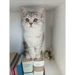 Cuccioli British Straight e Scottish Fold - Foto n. 3