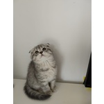 Cuccioli British Straight e Scottish Fold - Foto n. 4