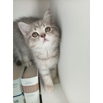 Cuccioli British Straight e Scottish Fold - Foto n. 5