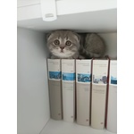 Cuccioli British Straight e Scottish Fold - Foto n. 6