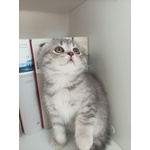 Cuccioli British Straight e Scottish Fold - Foto n. 7