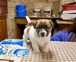🐶 Jack Russel maschio di 7 settimane (cucciolo) in vendita a Roma (RM) da privato