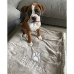 🐶 Boxer di 1 anno e 1 mese in vendita a Milano (MI) da privato