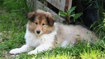 Cuccioli di Pastore Scozzese - Collie - Foto n. 1