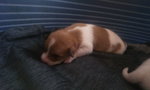 Cuccioli jack Russel - Foto n. 7