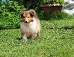 Cuccioli di Pastore Scozzese - Collie - Foto n. 3