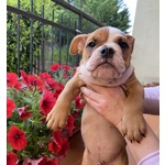 🐶 Bulldog Inglese maschio di 6 mesi in vendita a Cosenza (CS) da privato