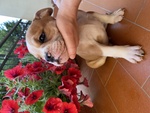 Cuccioli di Bulldog Inglese - Foto n. 2