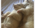 🐶 Husky di 0 settimana (cucciolo) in vendita a Roma (RM) e in tutta Italia da privato