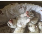 Cuccioli Siberian Husky - Foto n. 5