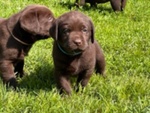 Cuccioli Labrador con Pedigree - Foto n. 1
