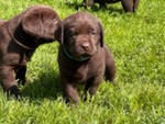 Cuccioli Labrador con Pedigree