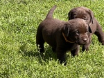 Cuccioli Labrador con Pedigree - Foto n. 2