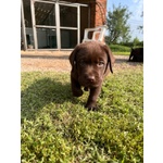 Cuccioli Labrador con Pedigree - Foto n. 3