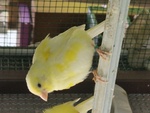 Canarin da 15€ - Foto n. 4